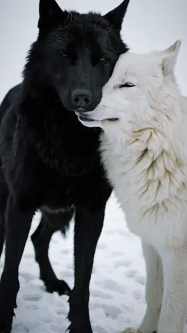 Sometimes opposites Attract #Wolf #wolfves #blackwolf #articwolf #Love #wildlife #natgeo #earth #worldlifeai #wolfpack 
