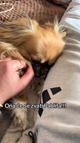 #motivation #viral_video #fyp #balkan #trendingvideo #dog #dogsoftiktok #dogs #pablo#escobar #narcoseries #homedecor #familia 