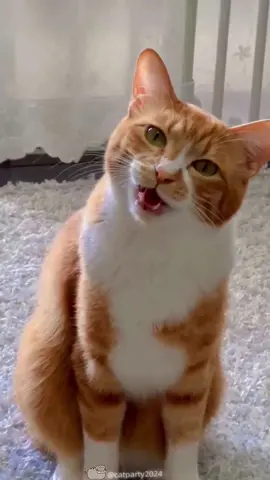 Cat Noises You’ve Never Heard Before! 😼🎶#catsounds #weirdpets #weirdcat #cat #catnoises #weirdcats #whatismycatsaying 