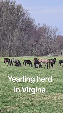 Replying to @lil.clover.patch Andi is going great with his big herd of yearling friends in Virgina. So nice to see him 💕 I think he remembered me.  #fyp #live #thoroughbredsoftiktok  #foalingseason2024 #orphan 