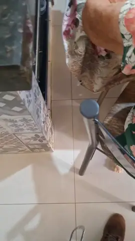 Enganando minha vó com AI. me sigam aí pessoal para que eu possa fazer mais vídeos como 🙌🏻esseIA#inteligenciaartificial 