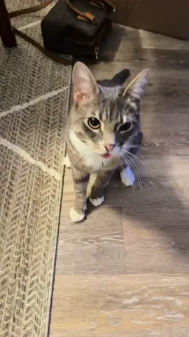 #fyp #rigbycat #catsoftiktok 