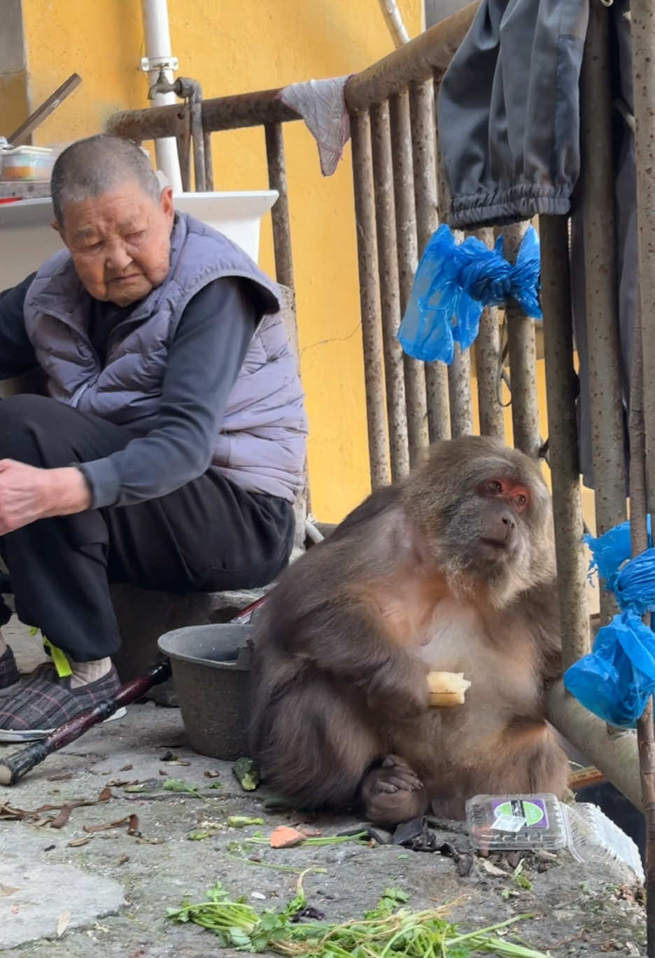 Monkey xingxing with grandma #monkey #monkey #xingxing #cute #lovely 