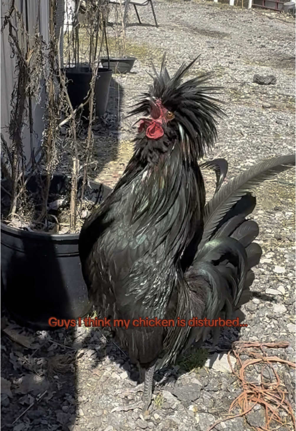 #polishchicken #chickentok #chickensoftiktok #funny #fyp #disturbed