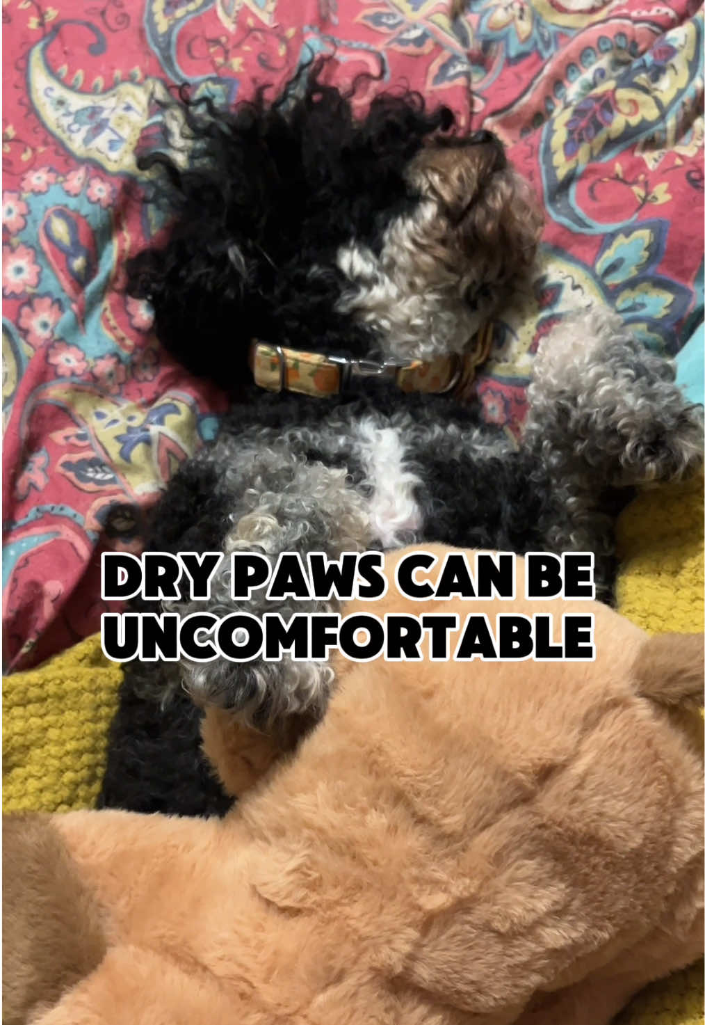 The last thing your dogs want is dry paws 🐾 & noses ! I work at a vet & it breaks my heart to see. I use paw 🐾 balm on my baby & this is lick safe. To be 100 percent I actually applied it to my lips even to test it for my pup. 🐶 lt was nice! #pawbalm #balm #dogmomlife #lovemydog #dogmom #petcaretips #petcarepros #petcareproducts 