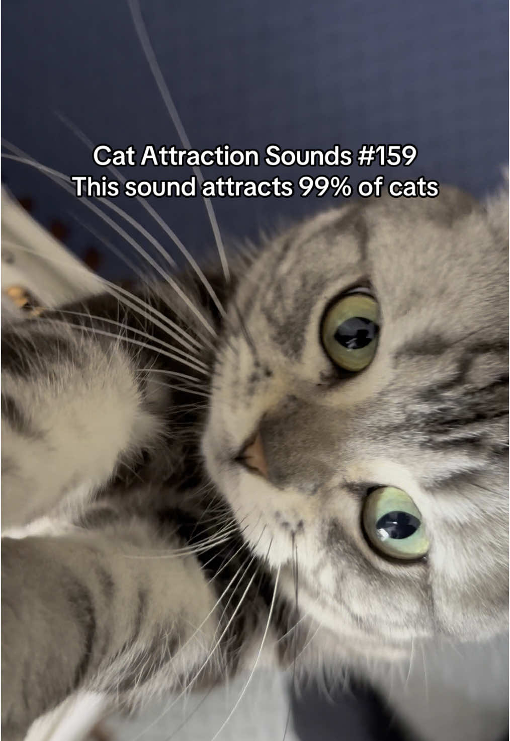 Play this sound to attract your cat 😺🎵 #catsoftiktok #catsounds #catsong #meow #catcalling #catreaction #kitty #usa #catnoises  #creatorsearchinsights 