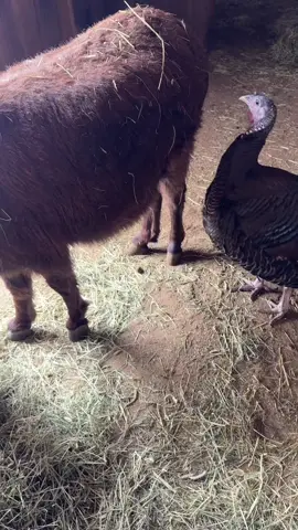 Sophie seems to have gravitated her attention to Donka, helping pick seeds off of her for one (the white on her face is ointment to help with a skin condition). While she still hangs with Marcel the blind pony she has been with Donka more. #animal friendships