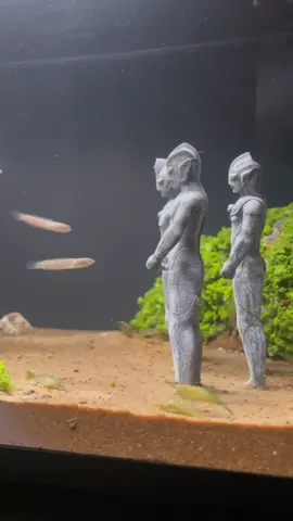 DIY Ultraman-Themed Aquarium ✨ Inspired by Tiga’s first encounter, —where creativity meets nostalgia. Do you remember the last time you saw this scene? @diytanks （MY）🛒