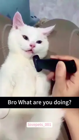 Toy prank.#cats #cutecats #foryou #funnytiktok #funnyvideos #usa #funnyanimals #fypシ #cute #funnycat #catlover #funnypets #viral #funny 