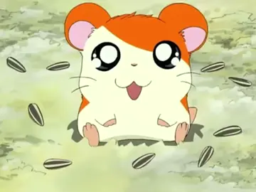 cuteness #hamtaro 