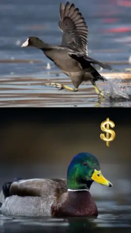 Mallard&coots, if u are interested contact me. للبيـع ان كنت مهتم اتصل بي. #mallard #mallards #mallardduck #duckvideo #hunterxhunter #fyp #skycalls #ducksounds_ #اصوات_الطيور #saudi #coots #coot #americancoot #germano #german #خضيري #دجاج_ماء 