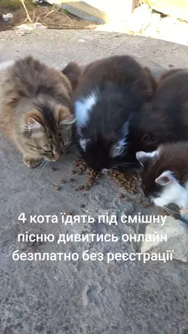 а ще є тг канал в біо так що заходьте, там котів нема, але тоже класно #коти #кіт #смішнявка #рекомендації #Україна 