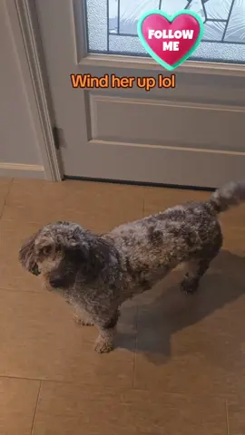 I love spending time with our dogs and pestering them lol. #fyp #foryoupage #dogsoftiktok #doglife #dogs #PetsOfTikTok #dogchasingtail #crazy #bernedoodle 