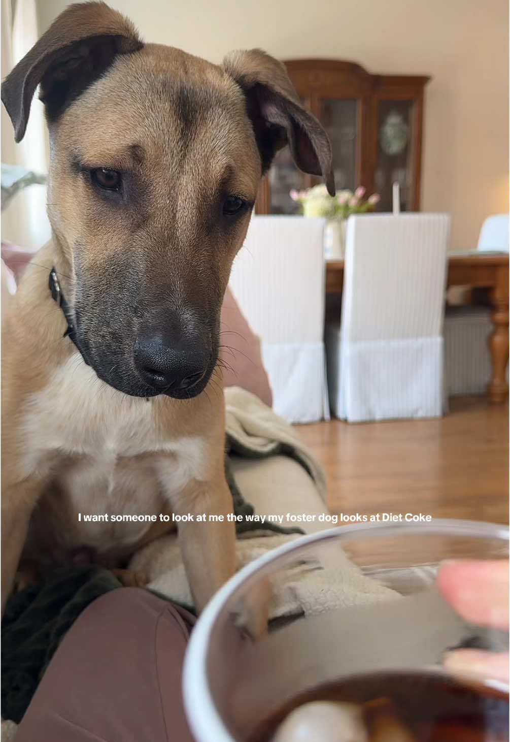 I knew we were a good match when he took a sniff of my Diet Coke and wagged his tail🫶 #rescuedog #fosterdog 