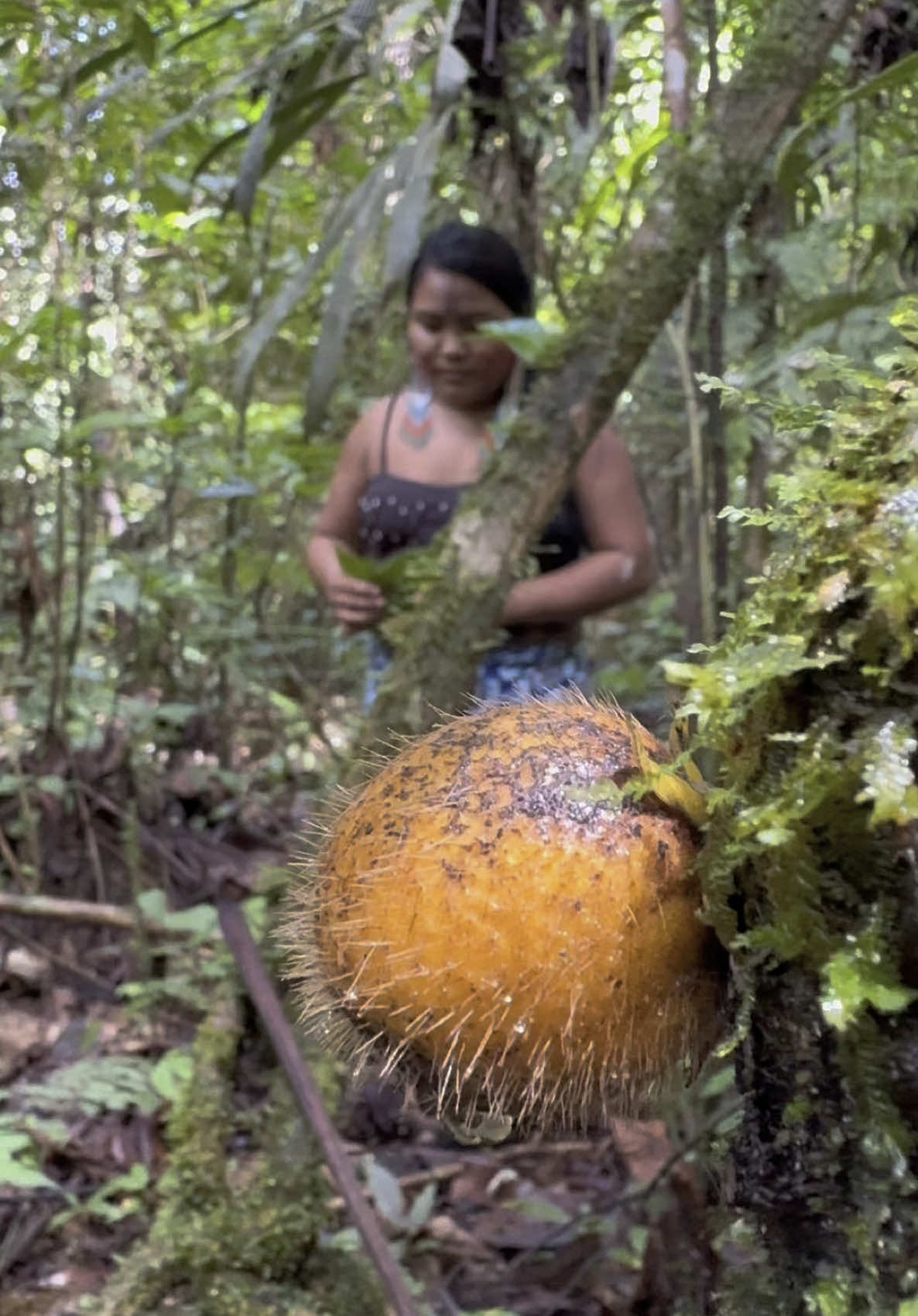 #culturaindígena #povosoriginarios 