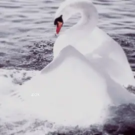 ༆#SWANS꧂ I know this isn't an anime edit, and it's kinda random too 😭 but like I've been motivated to do a swan edit since I keep seeing them... 😞 I will start being active again once I get some audios tho 😭 #swans #swanedit #someswanmatingfacts #swanlove #foryoupage #pleasedontflop #randomedit @Yoru @• 𝐸𝑣𝑎 ⚯ ͛ @𝐑𝐔𝐊𝐈 🍰 @Shyy @rii 👸🏽 