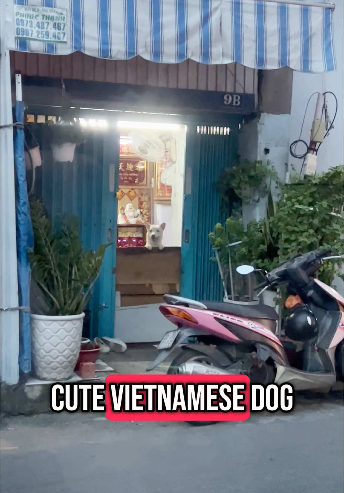 Looking back and had this cute video saved on my phone of the cutest Vietnamese dog when I went to Vietnam #vietnam #vietnamesedog 