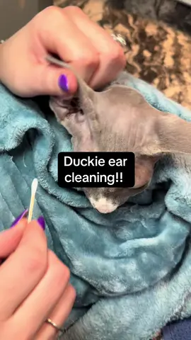 Baby Duckie got her ears cleaned up! #sphynx #sphynxcat #sphynxoftiktok #sphynxgrooming #earwax #earwaxremoval #fyp #fypシ 