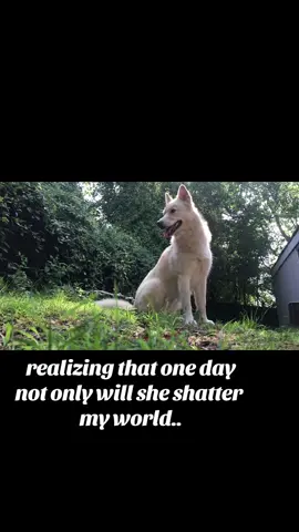 My babies. #mybaby #dogs #dogsoftiktok #husky #germanshepherd #fyp #goldenretriever 