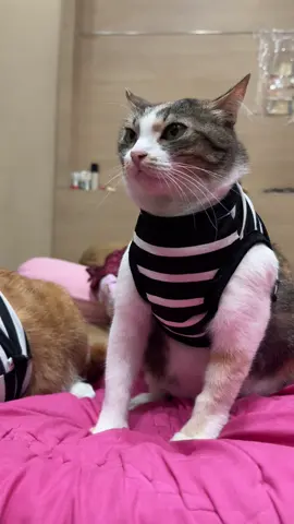 Neng ibu2 galak #nengkucing #catsoftiktok #anabul 