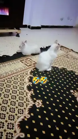 🤣صحا عيدكم 🤣stife19❤️ 🐊LACOTE🐊