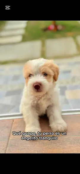 #cachorro #video #viral_video #doggy #animalpet #tiktokviral #amor #mascotas 