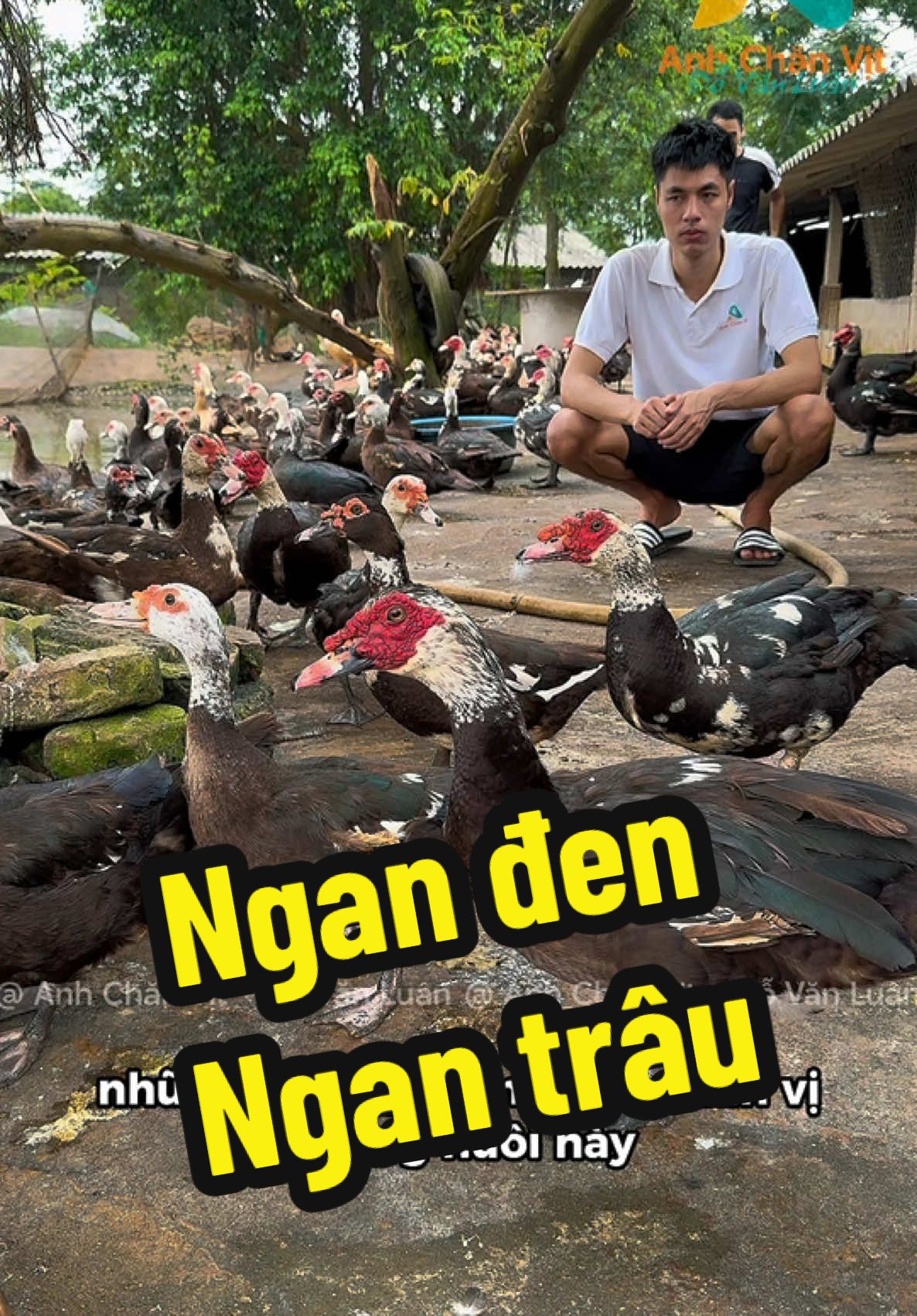 Trại ngan đen sinh sản. #gavit24h 