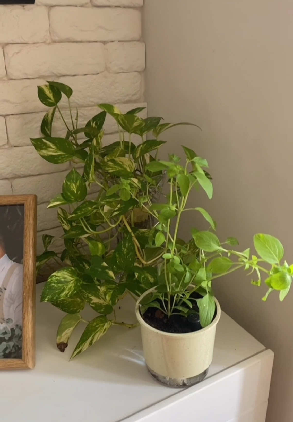 Link nos comentários 🤍 #vasoautoirrigavel #vasoautoirrigável #vasoautoirrigante 