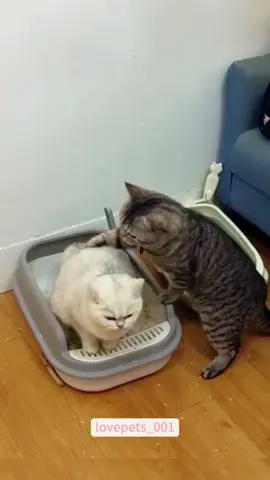 When you have two cats.#cats #cutecats #foryou #funnytiktok #funnyvideos #usa #funnyanimals #fypシ #cute #funnycat #catlover #funnypets #viral #funny 