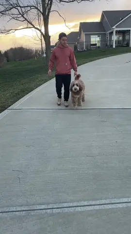 he’s a completely different dog now 😂 #DogTraining #dogtrainingtips #dogtrainingtricks #offleashtraining #recalltraining #dogmom 