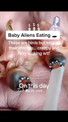 #onthisday ALIENS 👽 #Creepy #AF #alien looking #birds #ForYou #Odd #oddlysatisfying #fyp #viral #video #fyp #trending #foryou #video #weird #pets #fypシ #strangerthings4 #strange #ForYou 