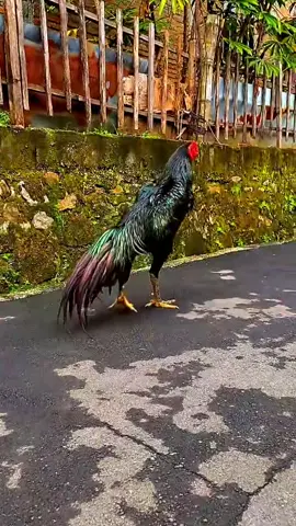 gà chọi đẹp  #xuhuongtiktok 