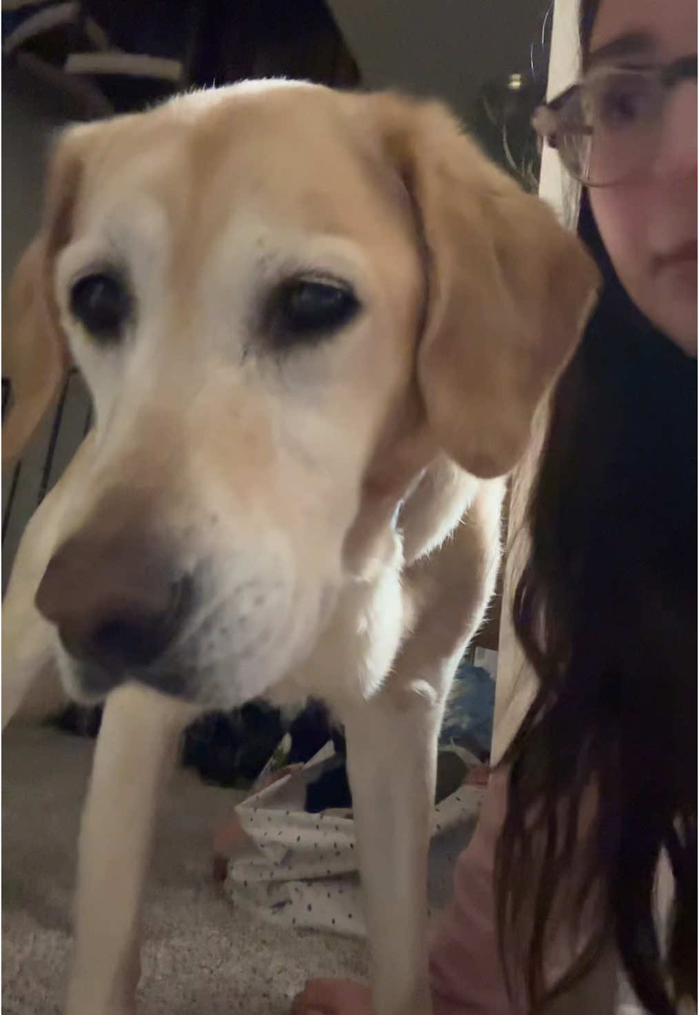 After 5 years with this girl she knows everything about me #alertdogdarby #type1diabetes 