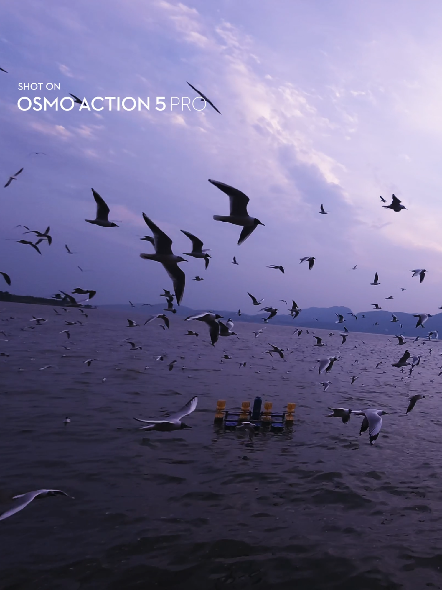 🌅🕊️ Witness the breathtaking dance of seagulls at sunset. Let Osmo Action 5 Pro be your perfect partner for preserving life’s magical moments. #djiosmo #osmoaction5pro #videography #actioncamera