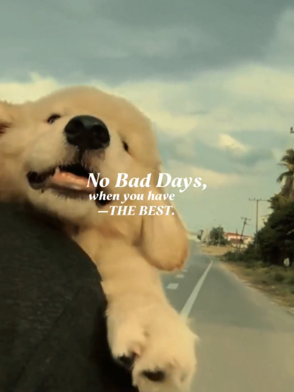 Furry friends, endless joy. Make their cutest moments last forever—use this template now! Disclaimer: I used photos and videos from Pinterest for this template. Feel free to replace them with your own media. All credit goes to the rightful owners. Any resemblance to other templates is coincidental or trend-inspired. 🥰🥰🥰 ________ #capcut #capcuttemplate #tiktoktrend #capcuttrend #capcutpioneer #pioneertemplate #petdays #nationalpetday #petlover #doglover #dogowner #nationalpetday #worldpetday #taylorswift #CapCut 