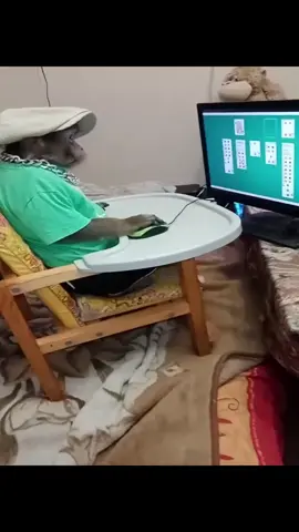 Me locking in GN x #monkey #gambling #cards #poker #solitaire #casino #fyp #viral 