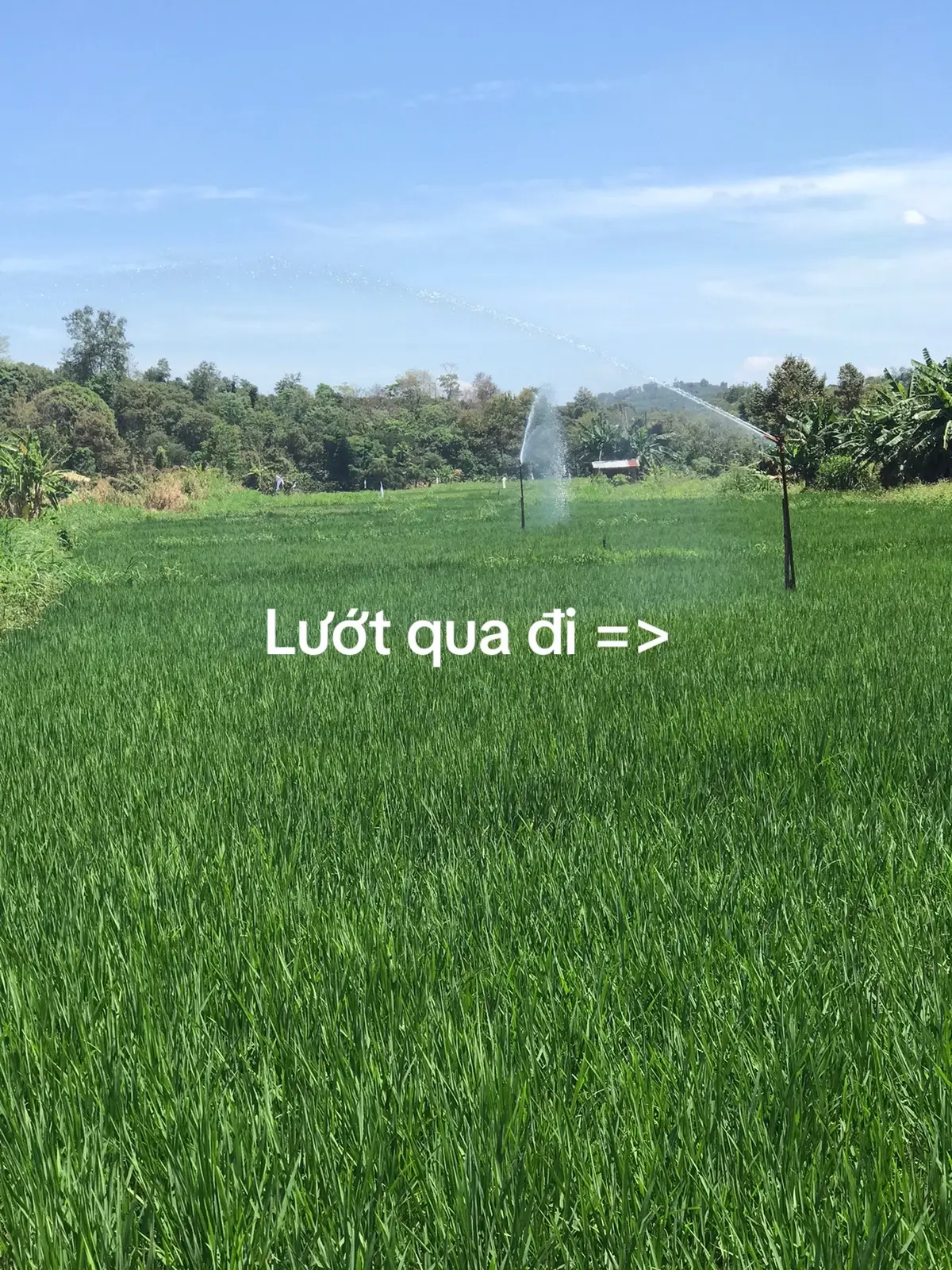 Lúa đẹp ha 🙄 #daklak47 #naoconyroitinh123 🤷‍♀️