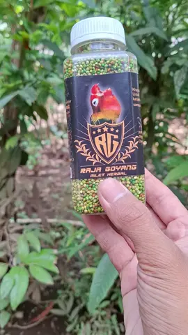 Pakan Medium kusus Lovebird Biar Ngekek Panajang konslet durasi maksimal #pakanlovebird #pakanlovebirdkonslet #lovebird #lovebirdkonslet #lovebirdngekekpanjang #lovebirdmania #kicaumania #kicaumaniaindonesia #kicaumanianusantara 