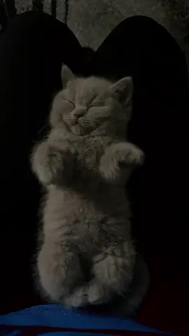 🎀🎀🎀                                                                                #bkhcat #bkh #baby #kitten #catlover #sleep #justsleeping #beauty #cutecat #foryoupagе #fyp #foryou #sleepy #greycat #stretching 