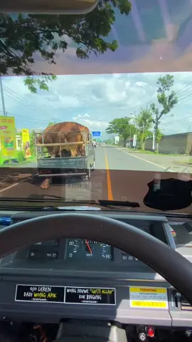 #sapi #sapisuper #jagalsapi #peternaksapiindonesia 