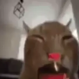 I was bored #Cat #Explosion #Soda #Meme #MaybeFunny #Frieza 