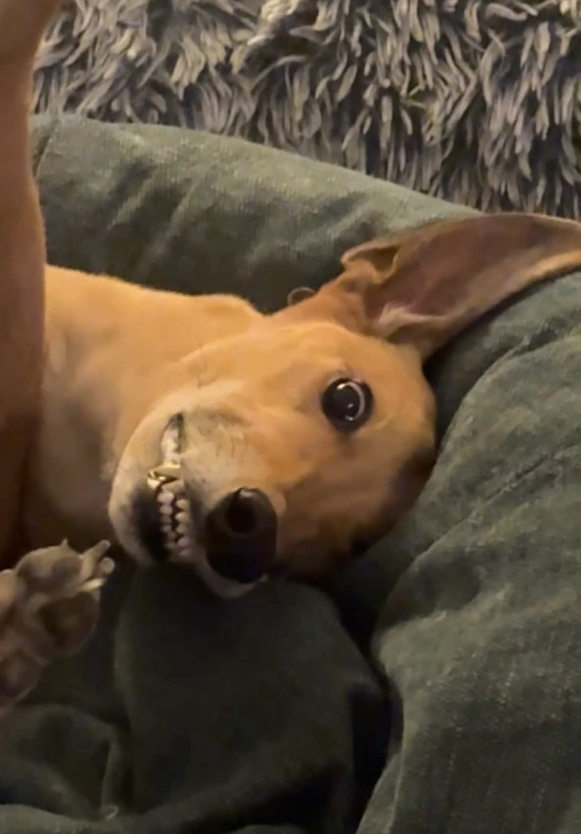 Calling an 🆘 as my dog has been replaced with this creature 👽 #greyhound #alien #dog #dogsoftiktok #dogs #PetsOfTikTok #fyp #cutedog #funny #weirdpets #sillydog #weirdo #roaching #quirkydog 