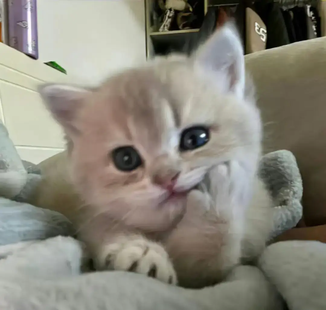 Trai đẹp này mới ngủ dậy cần đángiu zậy hông..😴#chenyiheng_陈奕恒🏀 #xh #puw🐣 #tfgiatộc 