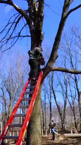 Dangerous logging work#satisfyingvideo #fyp #asmr #oddlysatisfying #foryour #logging 