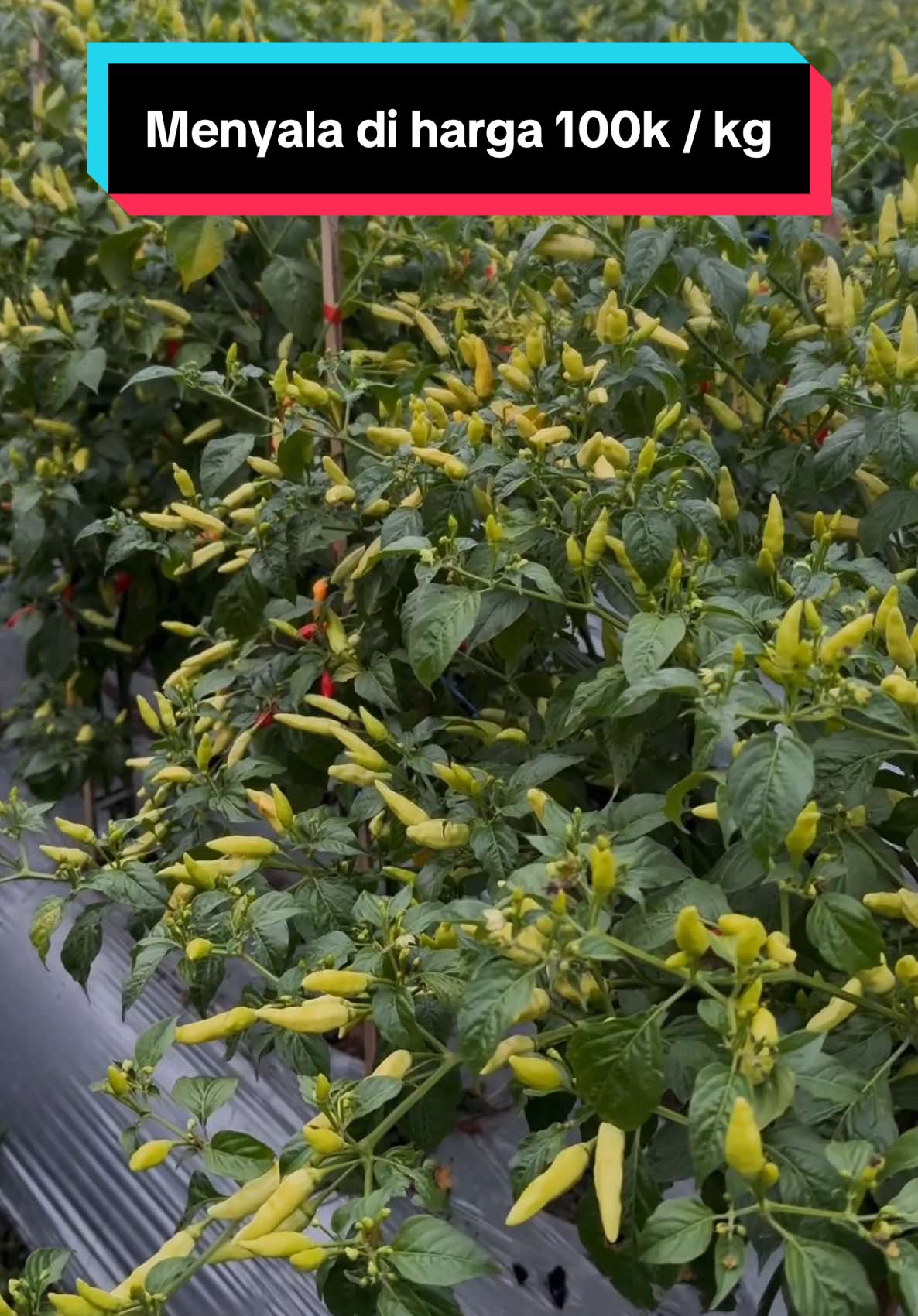 Alhamdulillah gais nota hari ini 30 Maret 2025 cabe ORI di nota 100k per kg sama bandar🥰 gatau gmn harga eceranya berapa gais. Di daerah kaliran hari ini berapa nih nota nya😁  #kebuncabe #ori212 #caberawit #fyp #petanimilenial