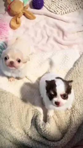 những chú chó đáng yêu.#lovelydogs #cutedogs #dogsoftiktok #fyp #xuhuong 