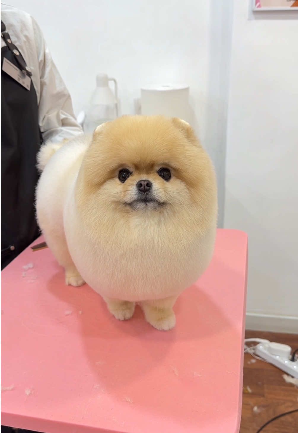 🦭💛 #groomin #grooming #Love #dogsoftiktok #dog #pomeranian #lovely #puppy #fyp #반려동물 #포메라니안 #foryou #viral #포메미용 #포메틱톡 #doggylover #groom 