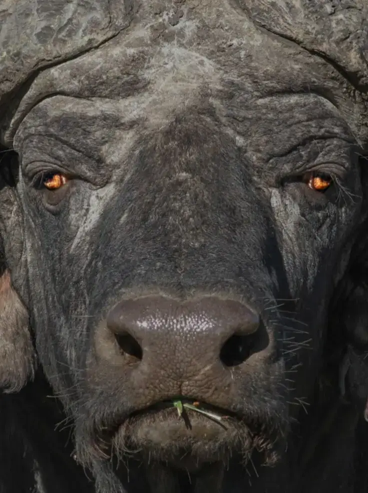 ¿Sabías que el búfalo de agua, ese gigante de 1.200 kg, es capaz de trabajar en terrenos donde una máquina agrícola se atascaría? Sus pezuñas anchas y separadas actúan como 