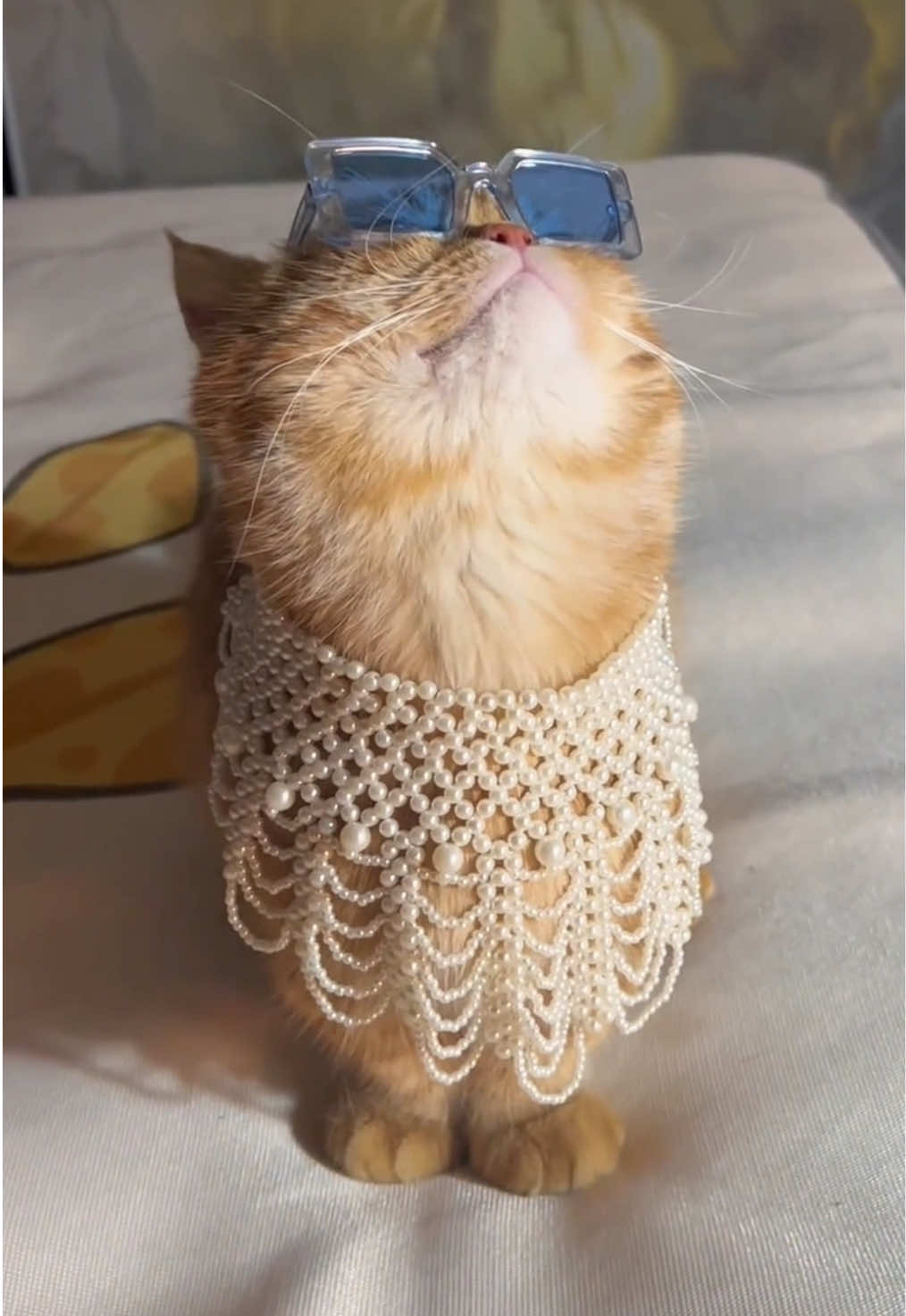#cat #cute #catlife #cathairstyle #fyp #catlover #cattok