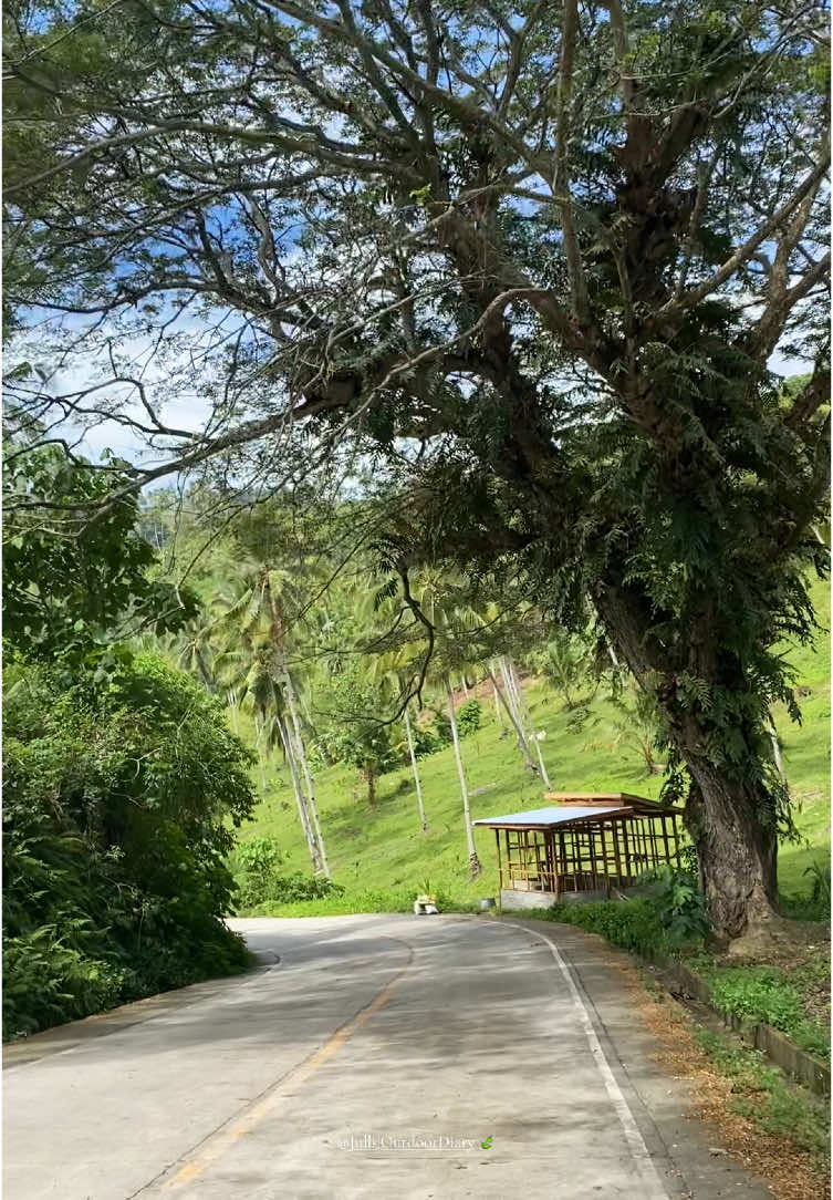 pang myday mo boss 🍃🌳🌴  #freetouse #nature #roadtrip 